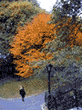 Central Park ���t pic - 11/14/98
