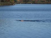  A swimmer