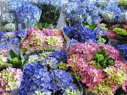 Hydrangea