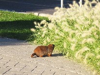 Pic-Ground Hog Crossing